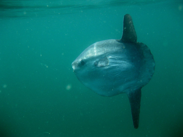 Mounts Bay Marine Group